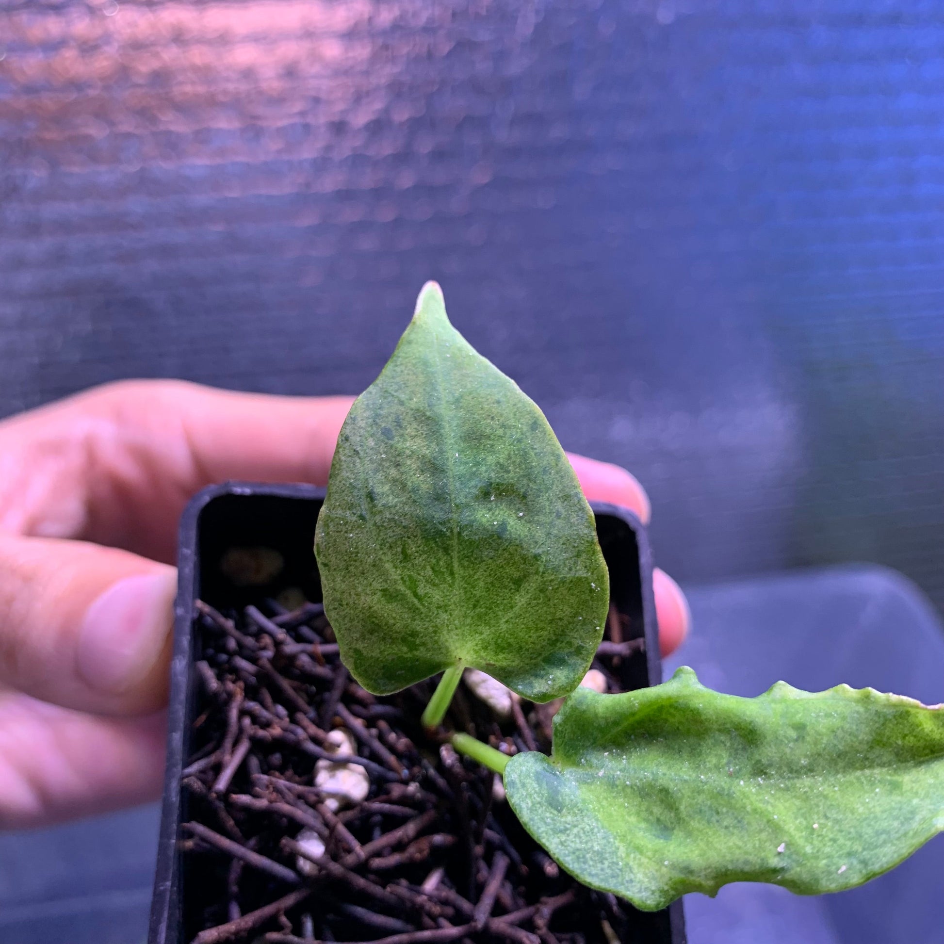 Anthurium Red Hawk x Blue Papillilaminum Mint — photo 3