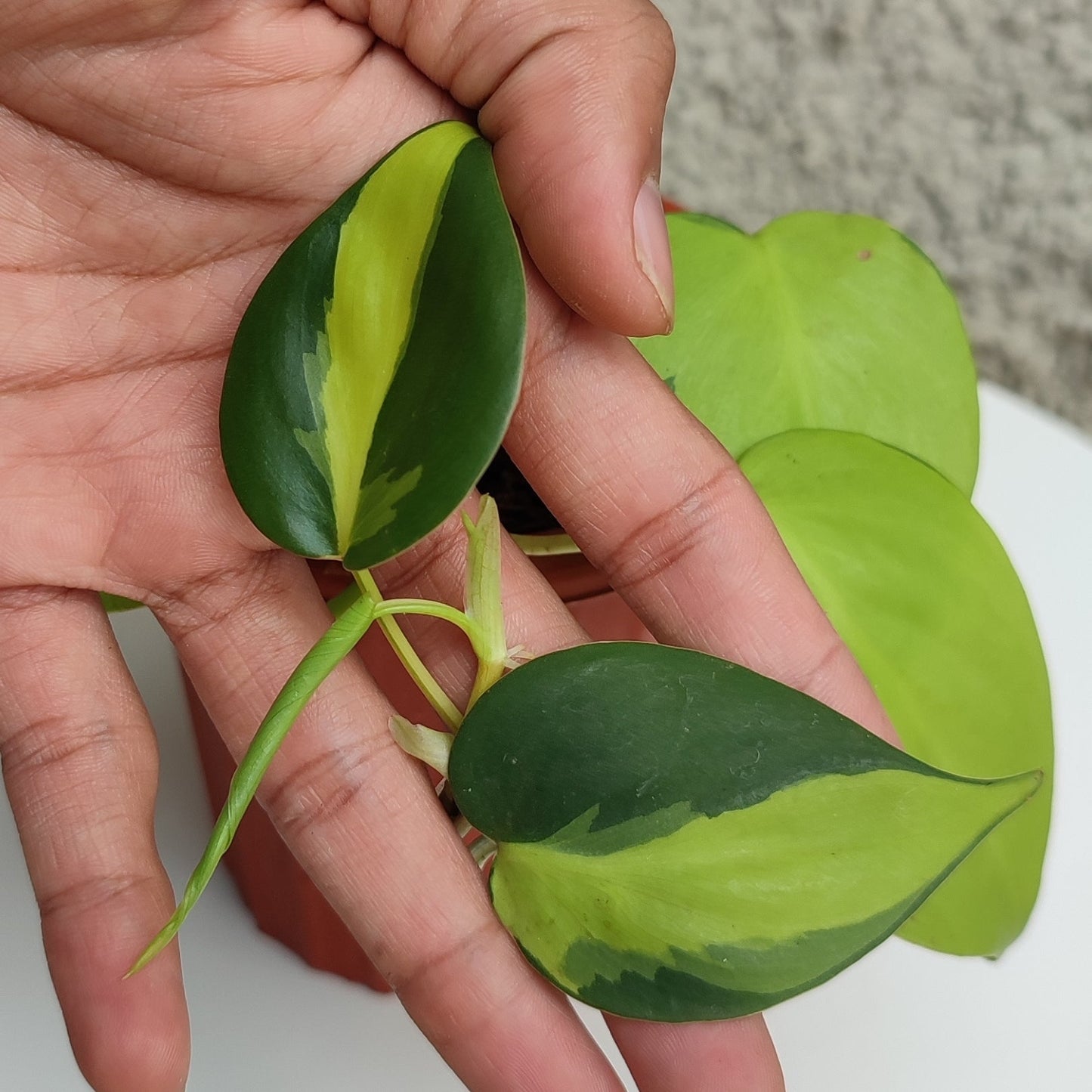 Philodendron Brazil Scandens Medio Pictum