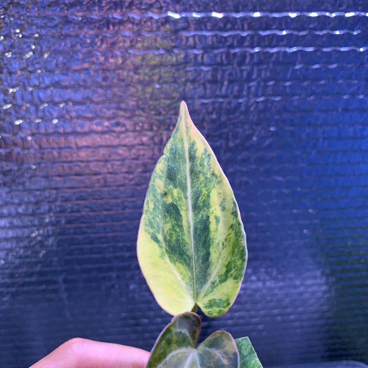 Anthurium Silver Butterfly x Michelle Variegated — photo 2