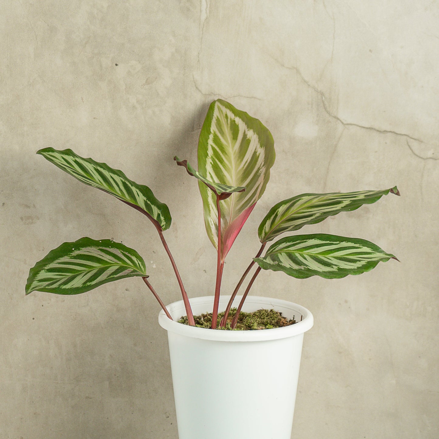 Calathea Flamaster - Indonesian Rare Plants