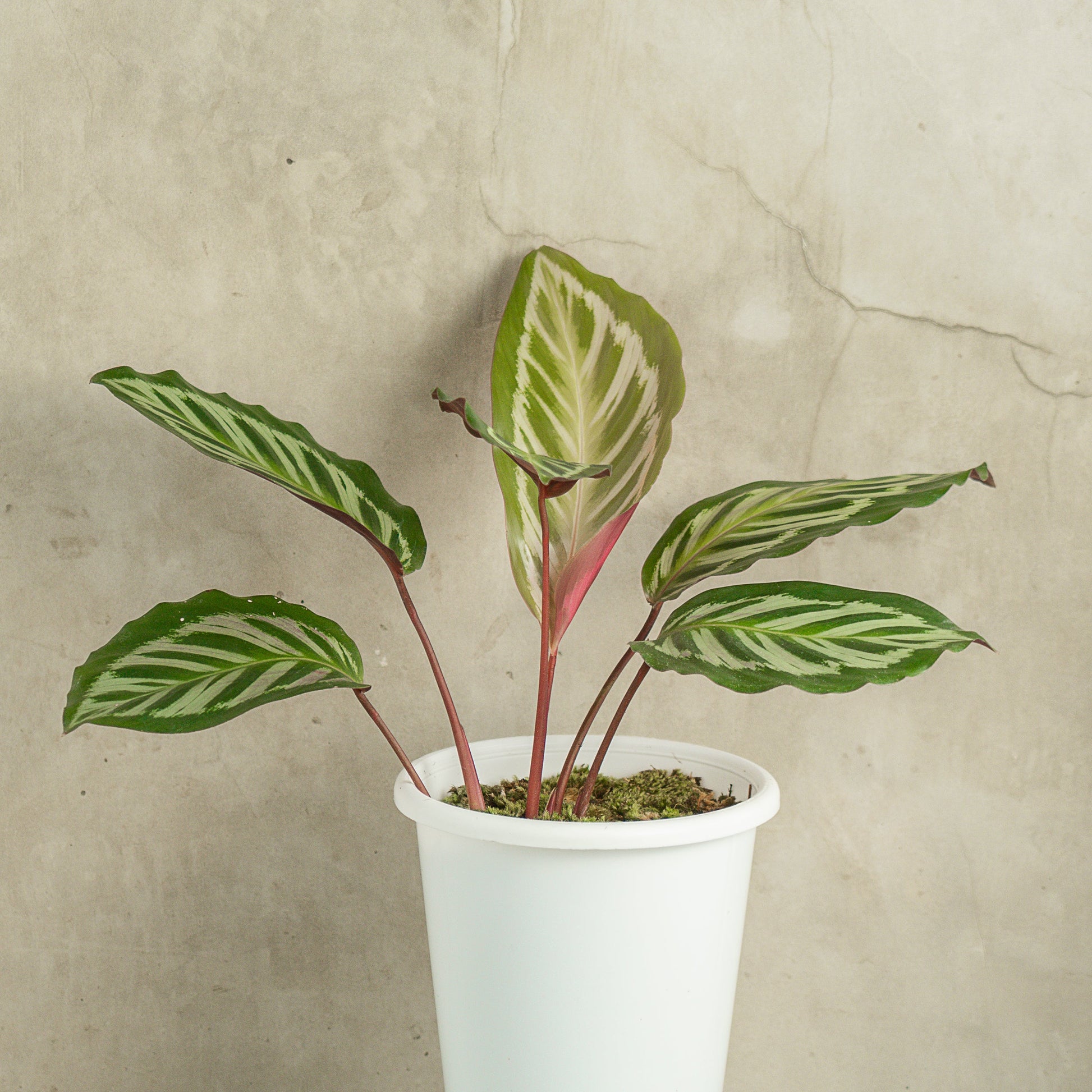 Calathea Flamaster - Indonesian Rare Plants