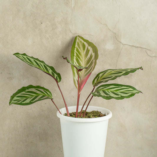 Calathea Flamaster - Indonesian Rare Plants