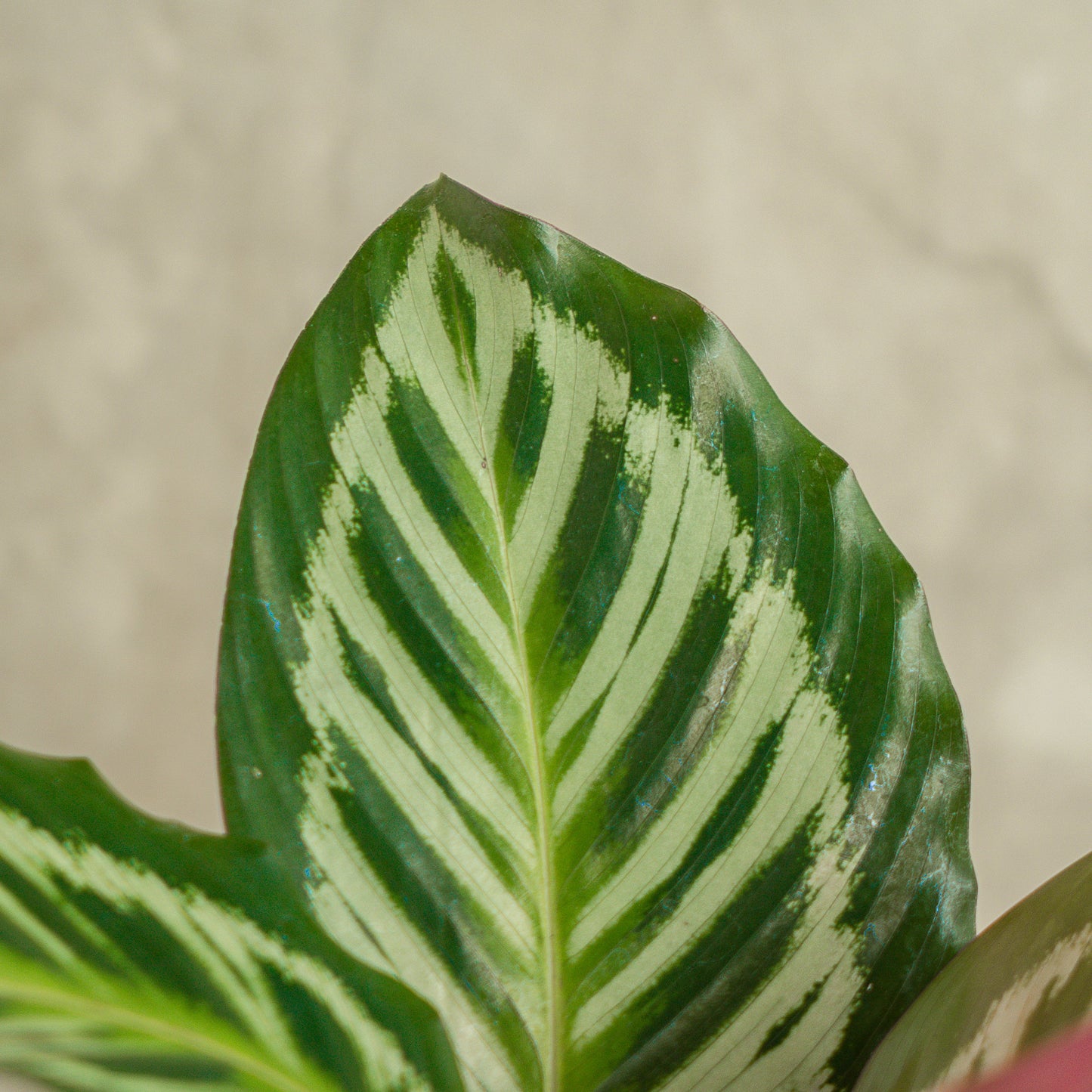 Calathea Flamaster
