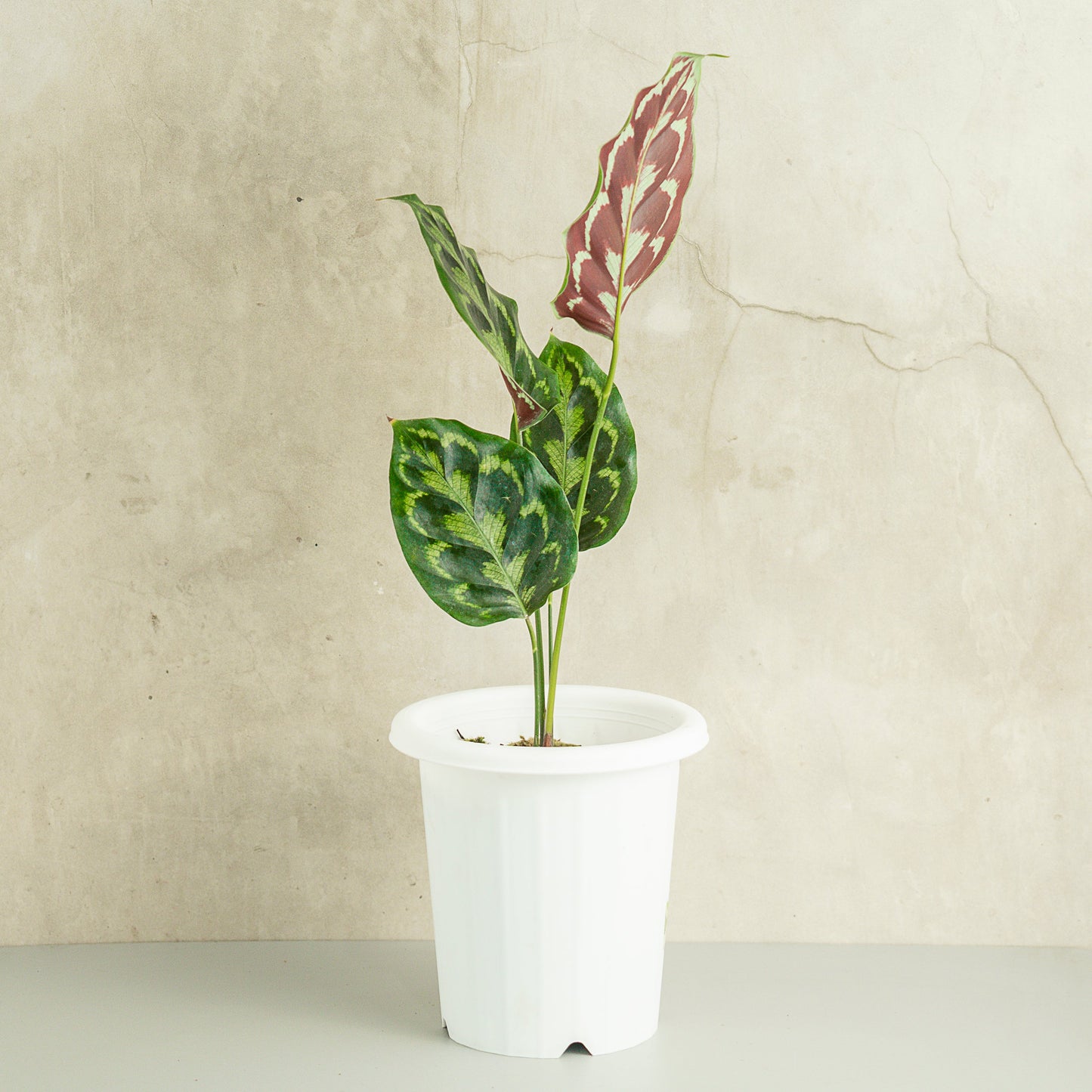 Calathea Peacock - Indonesian Rare Plants