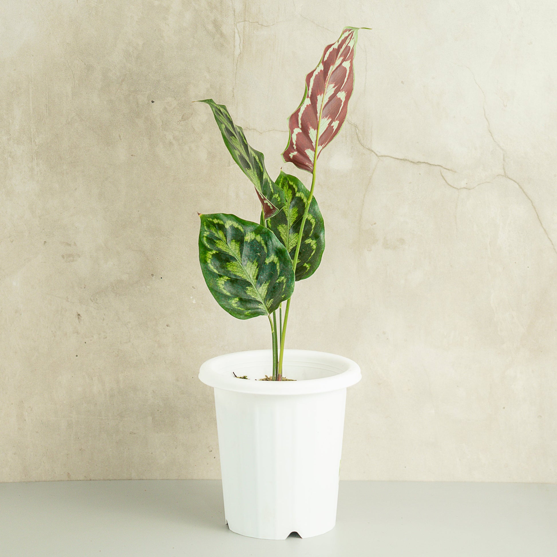 Calathea Peacock - Indonesian Rare Plants