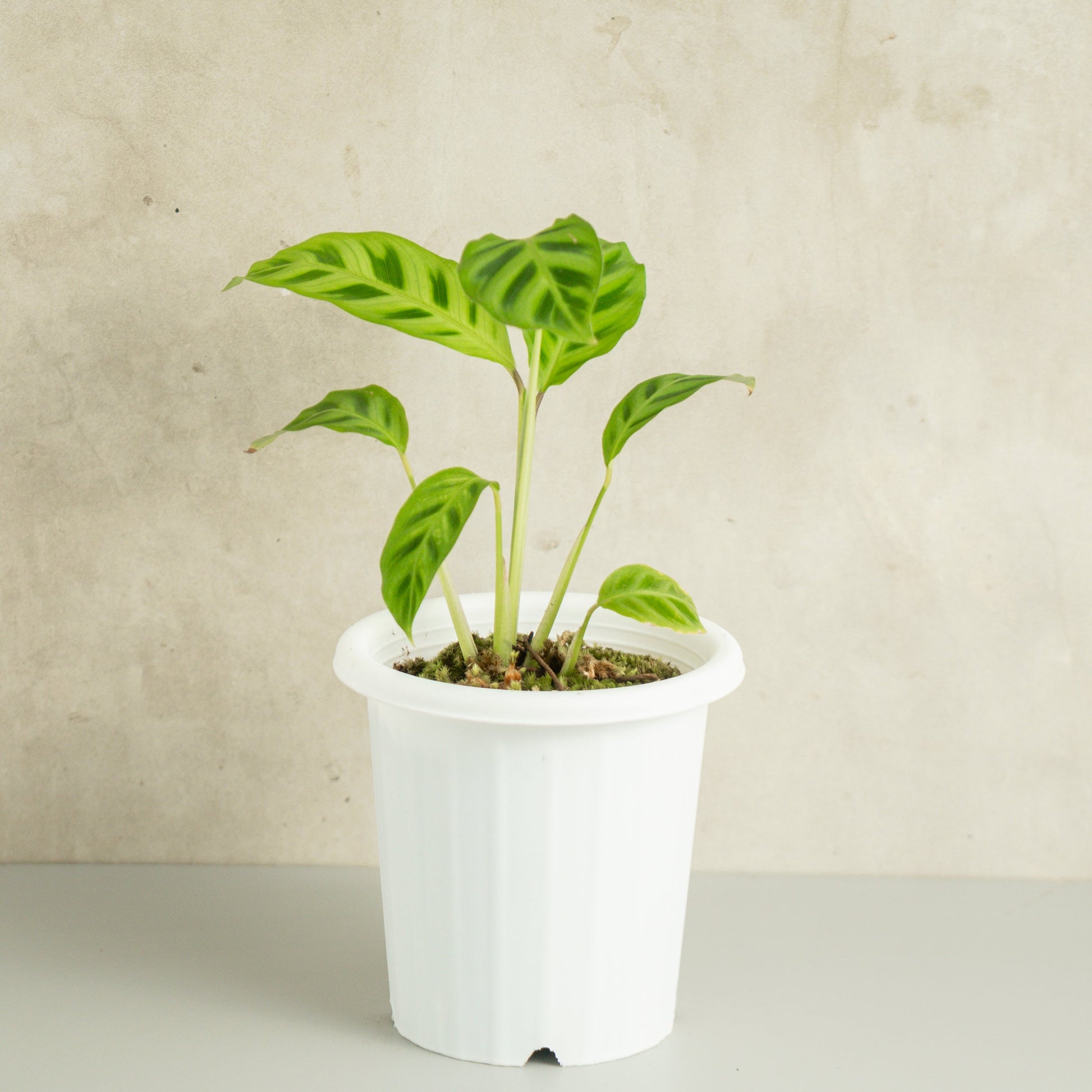 Calathea Zebrina - Indonesian Rare Plants