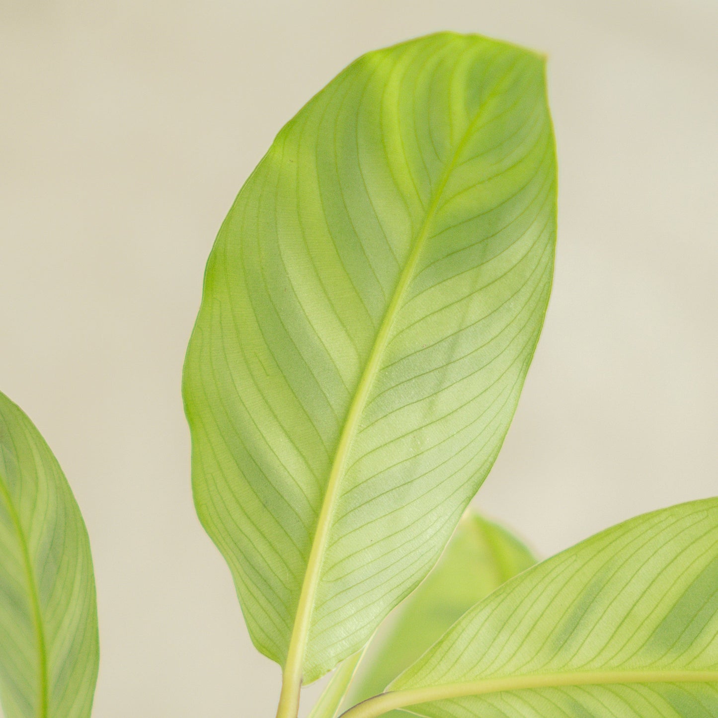 Calathea Zebrina