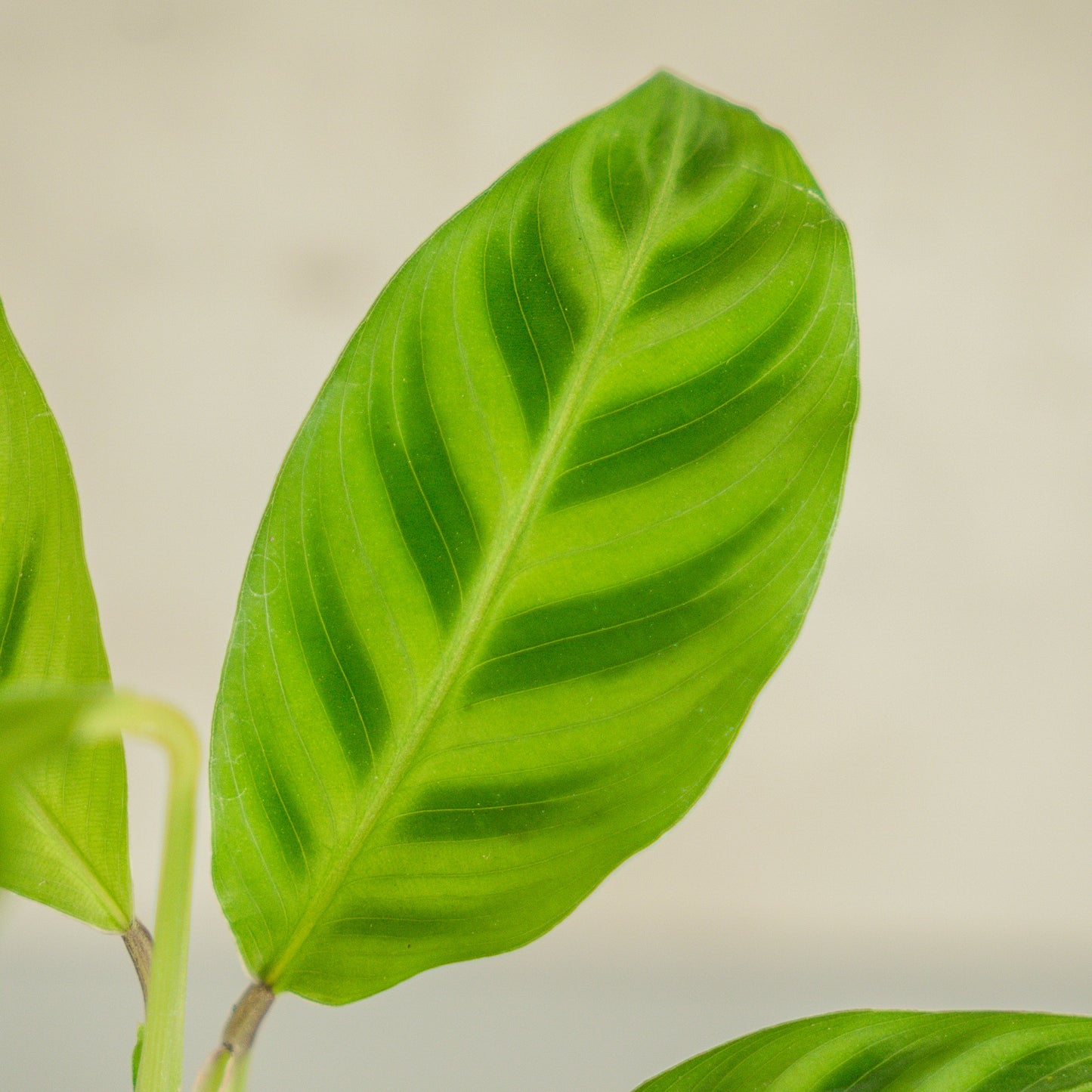 Calathea Zebrina