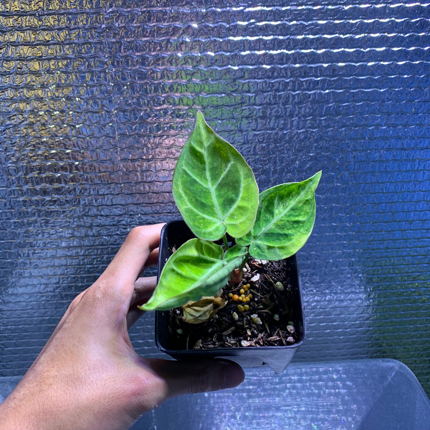 Anthurium Silver Blush x Domino Variegated — rare Indonesian plant