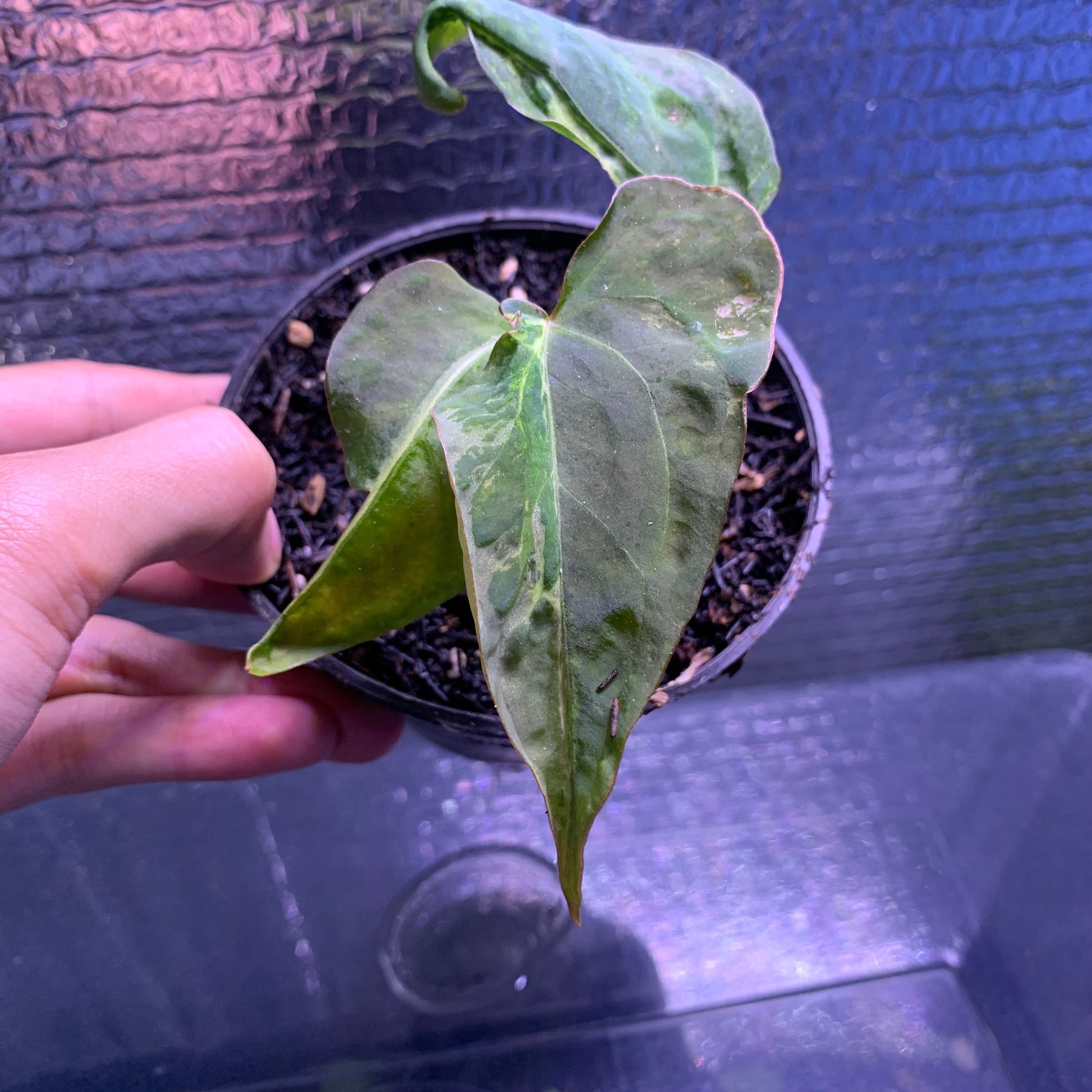 Anthurium Papillilaminum Mutation — photo 2