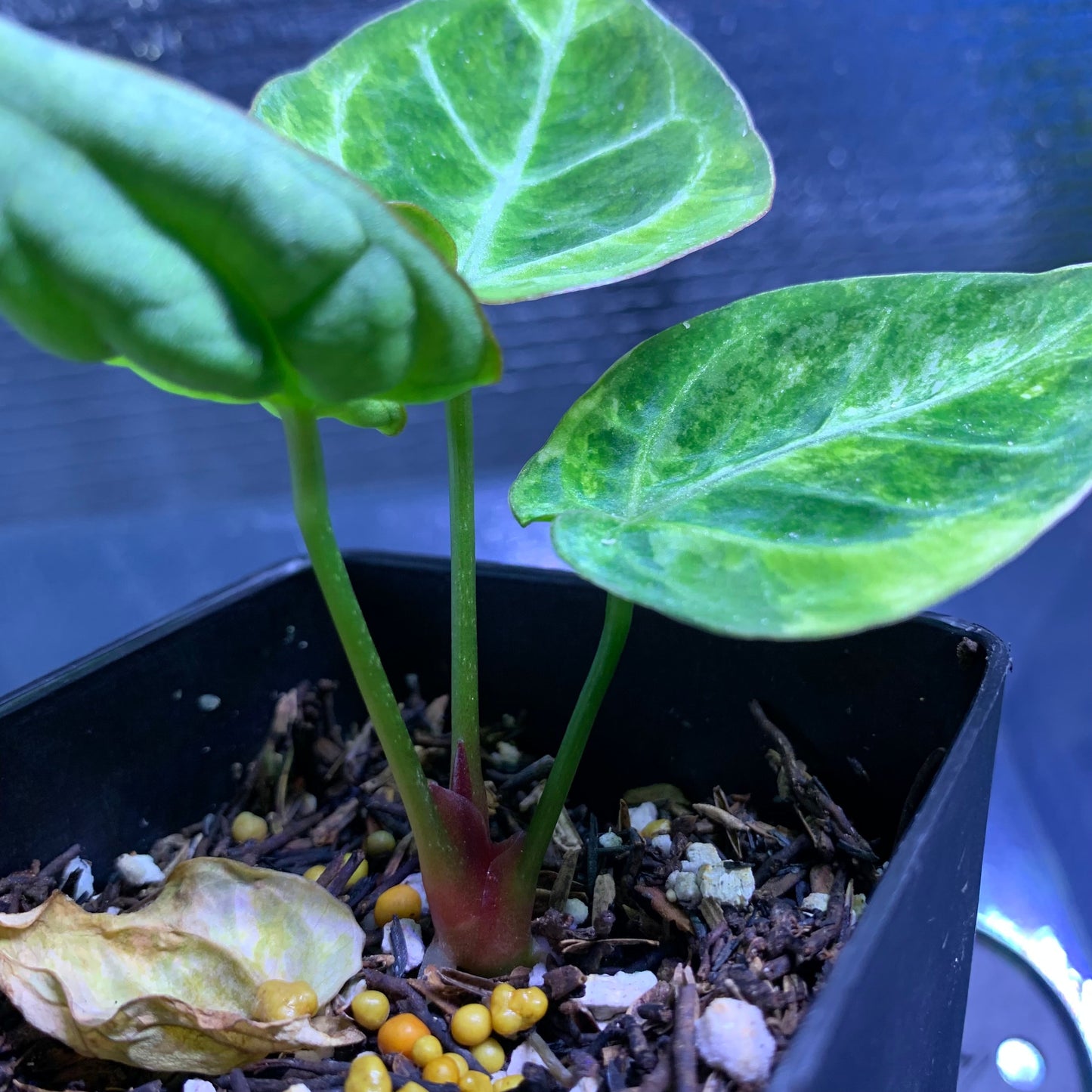 Anthurium Silver Blush x Domino Variegated — photo 5