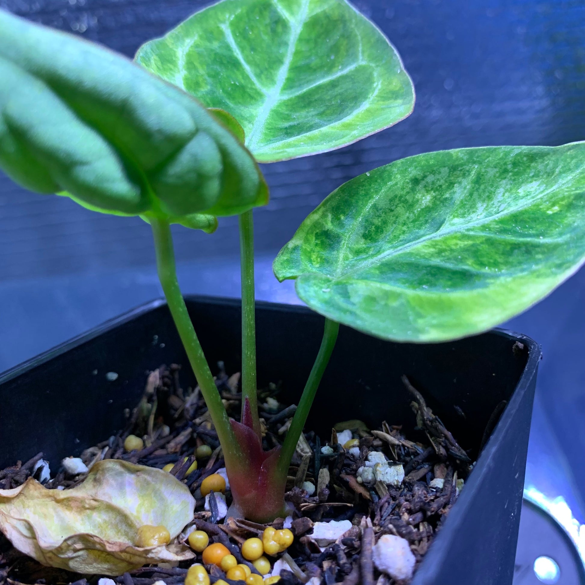 Anthurium Silver Blush x Domino Variegated — photo 5