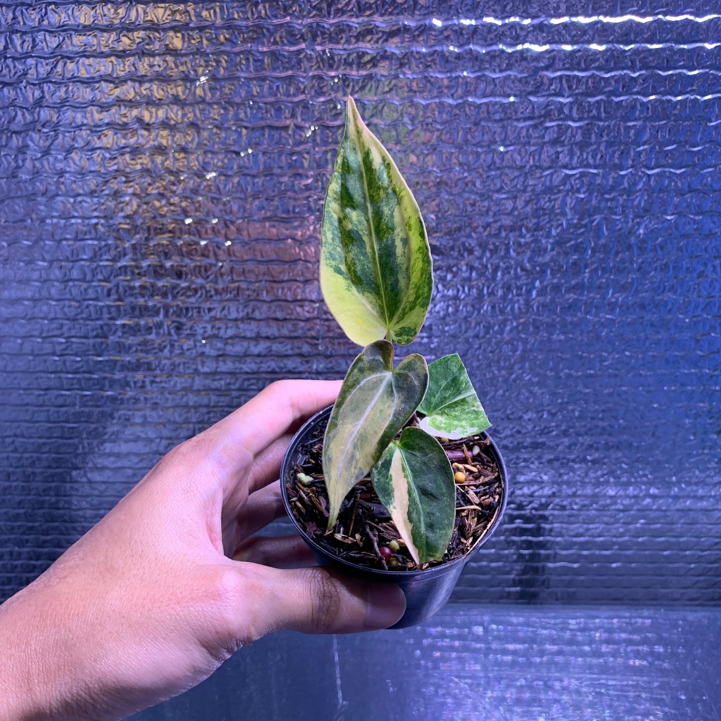 Anthurium Silver Butterfly x Michelle Variegated — rare Indonesian plant