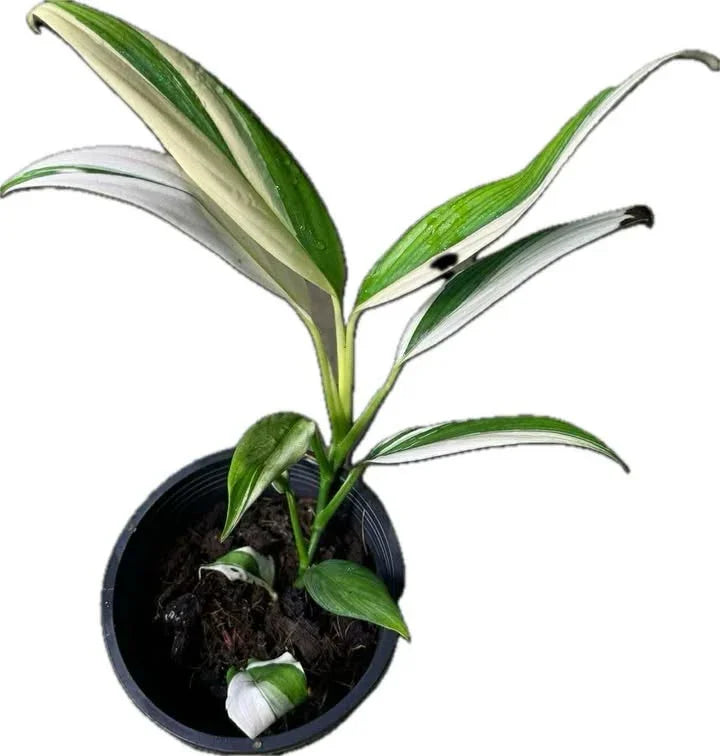 Epipremnum amplissimum silver streak albo