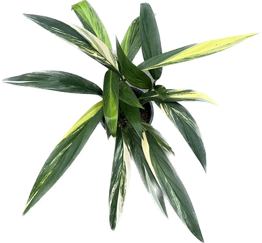 Epipremnum amplissimum variegated