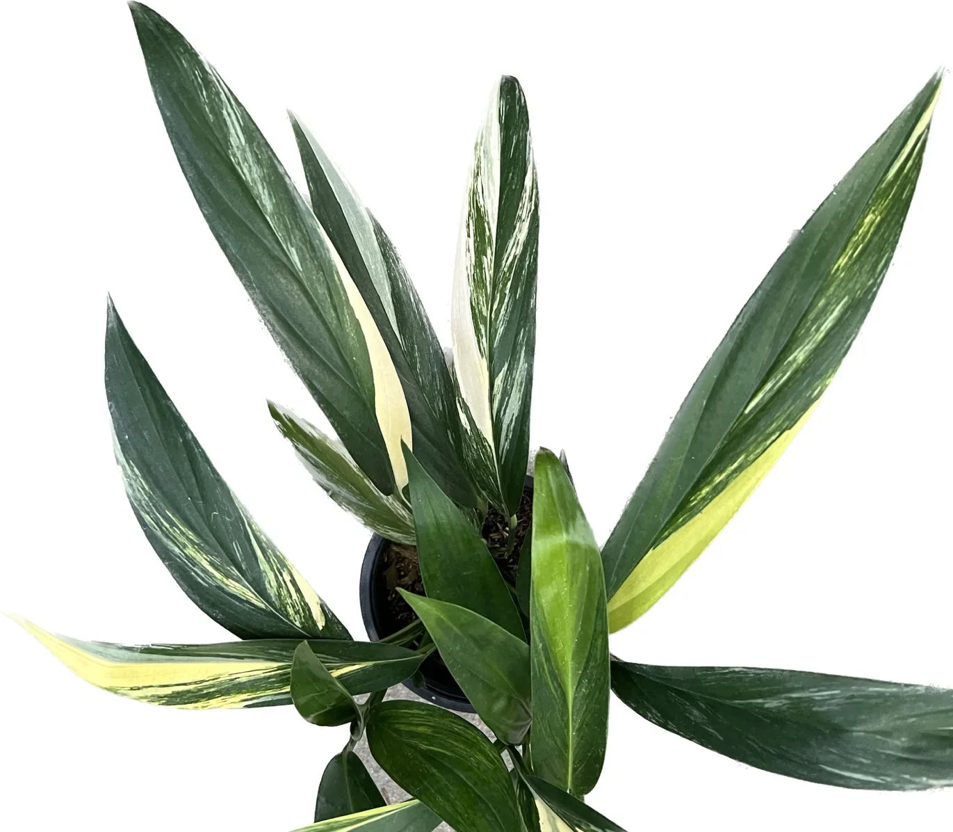 Epipremnum amplissimum variegated