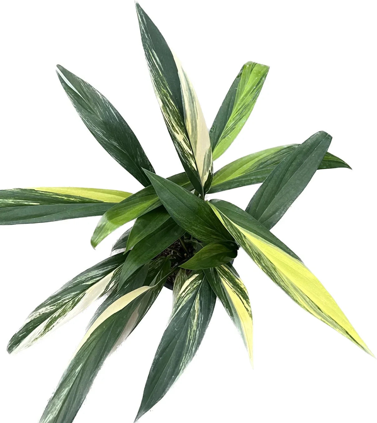 Epipremnum amplissimum variegated