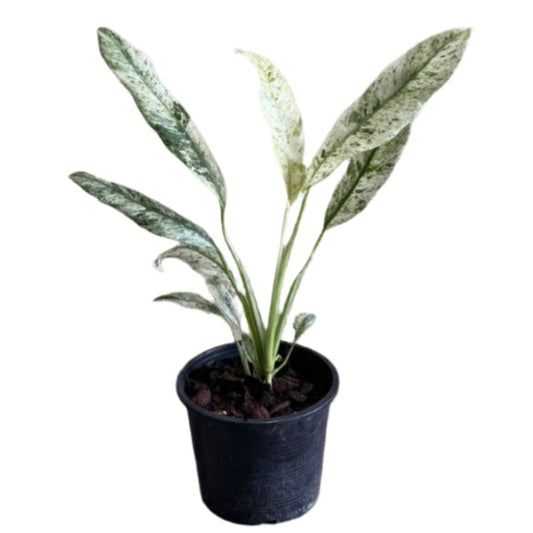 Epipremnum giganteum marble variegated