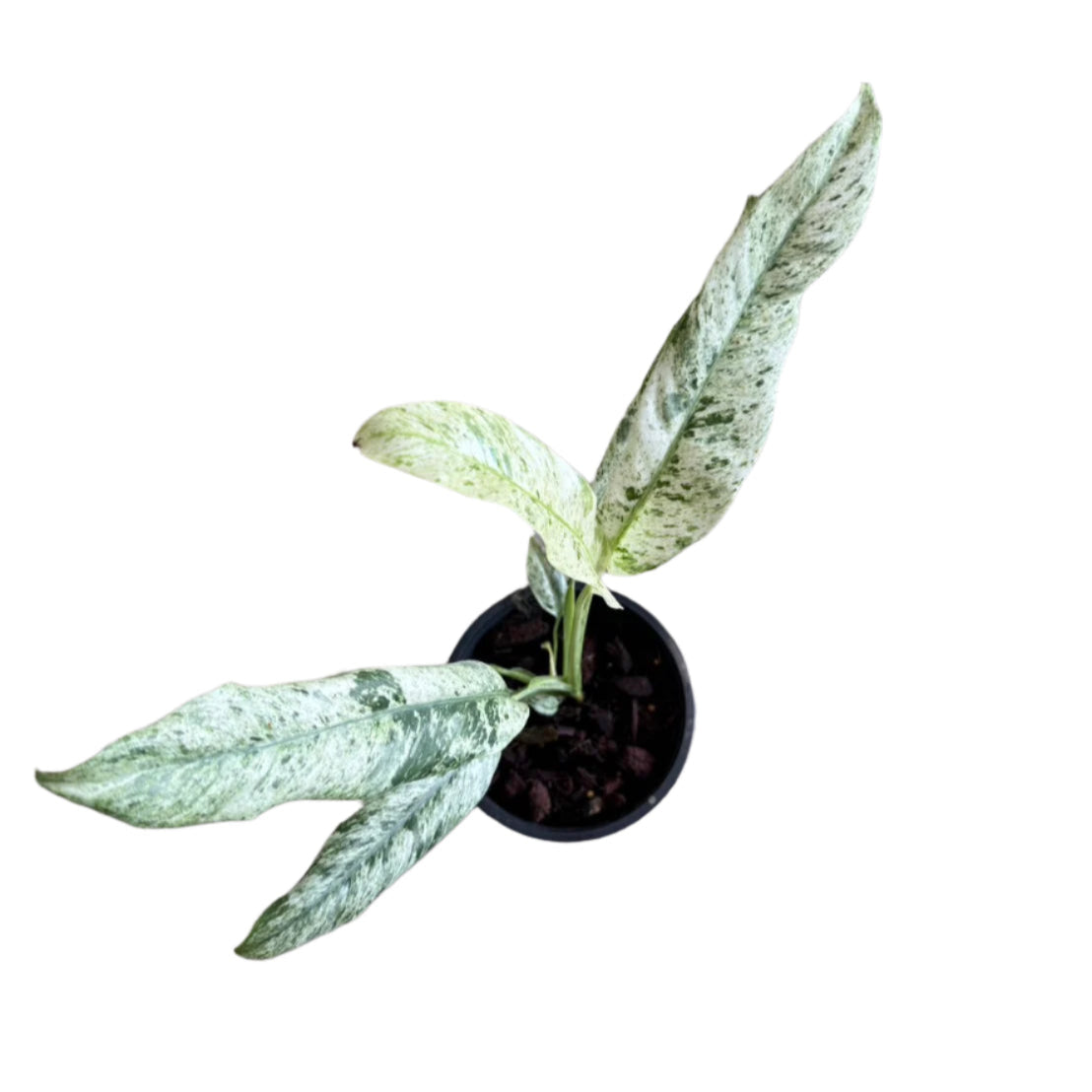 Epipremnum giganteum marble variegated