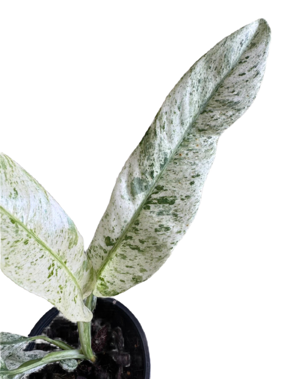 Epipremnum giganteum marble variegated