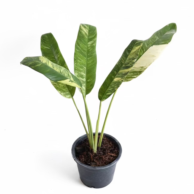 Epipremnum giganteum Tricolor