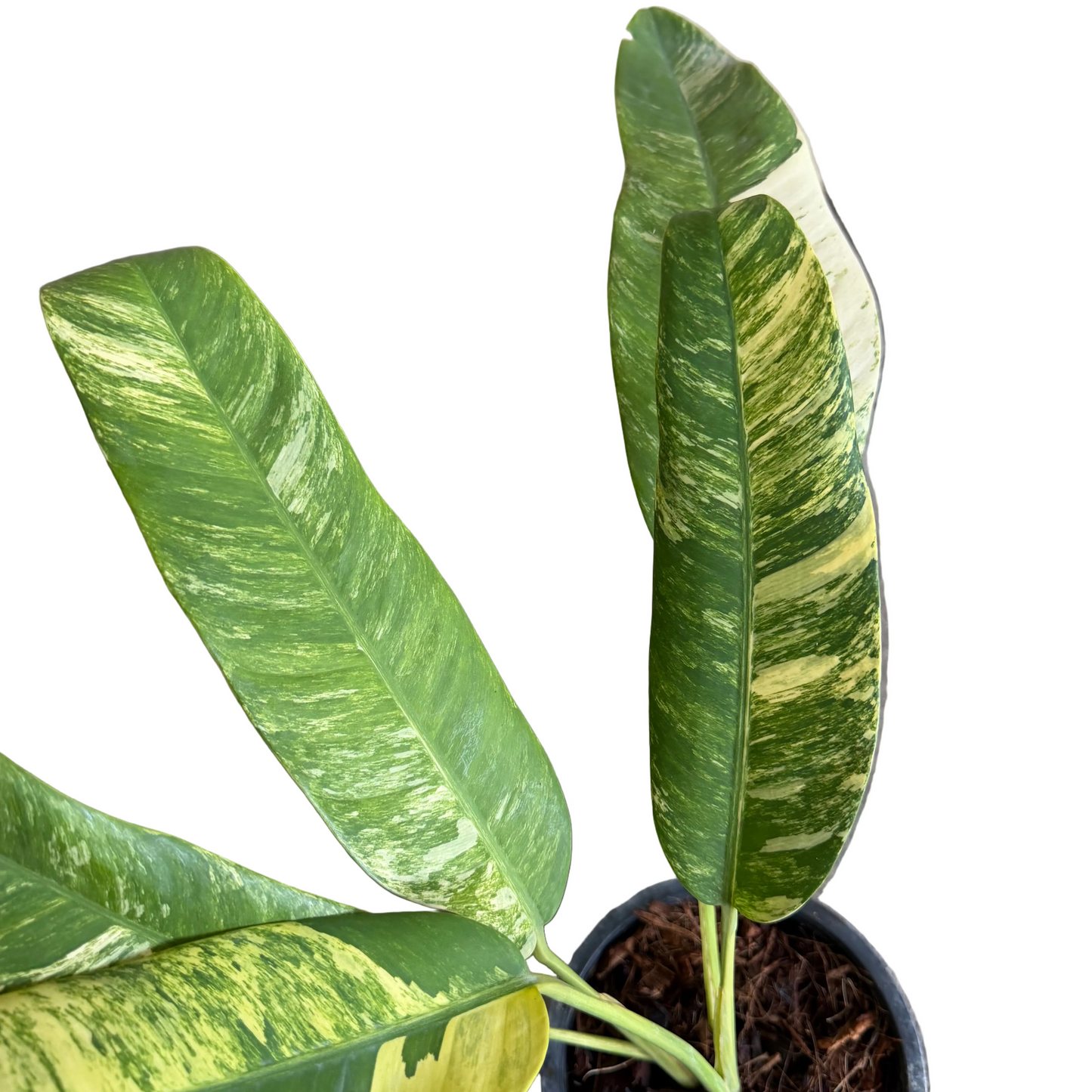 Epipremnum giganteum Tricolor
