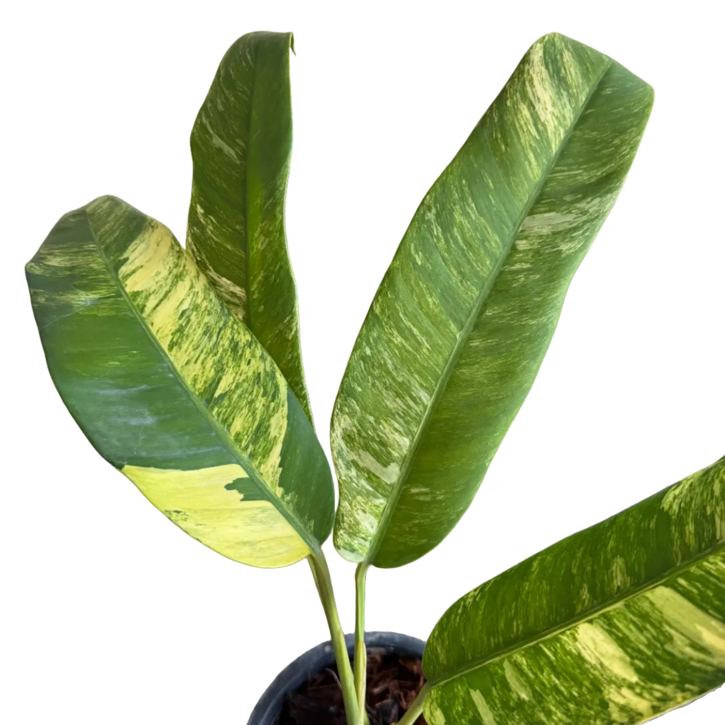 Epipremnum giganteum Tricolor