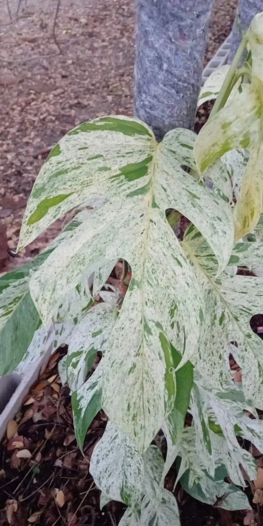 Epipremnum pinnatum marble variegated