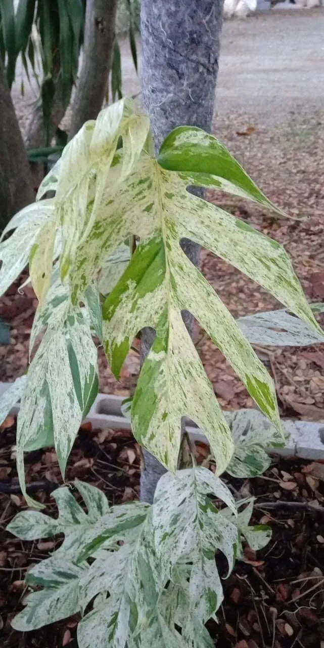 Epipremnum pinnatum marble variegated