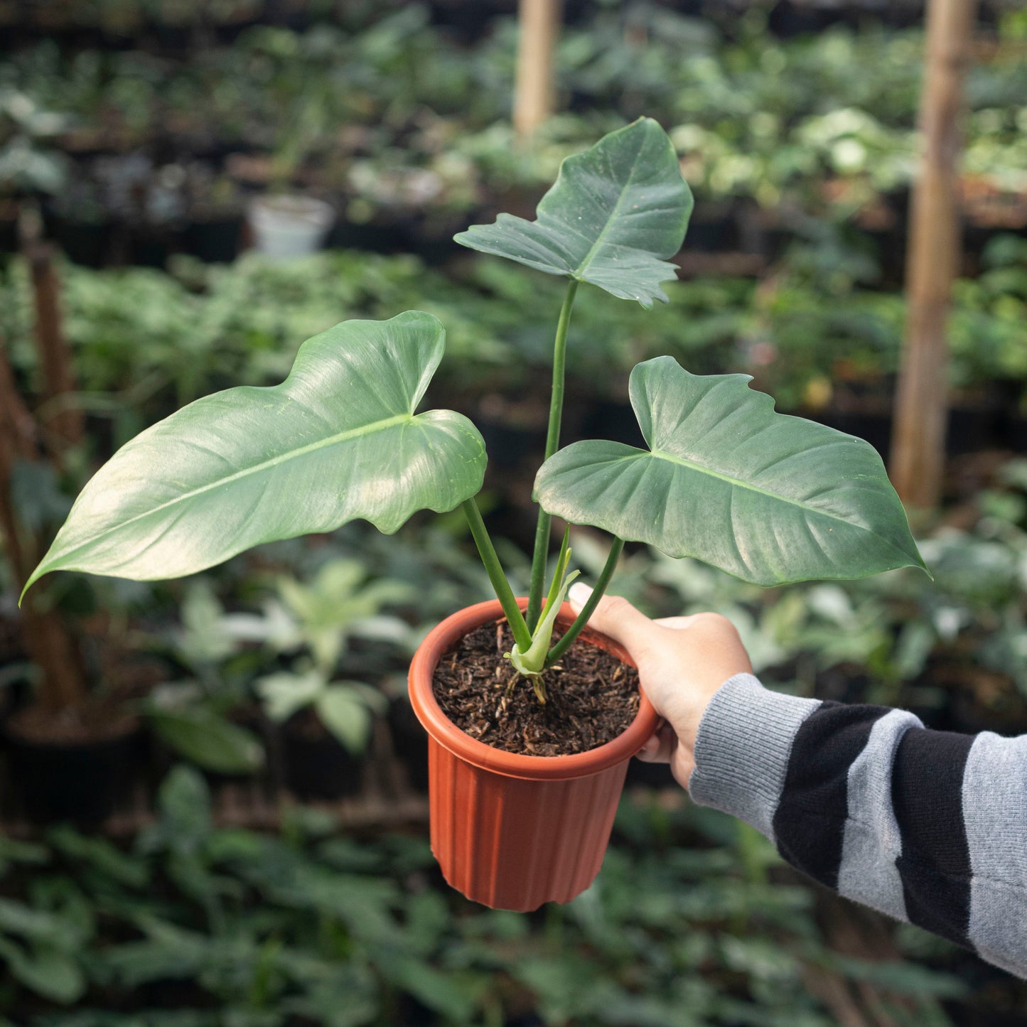 Philodendron Golden Dragon - Indonesian Rare Plants
