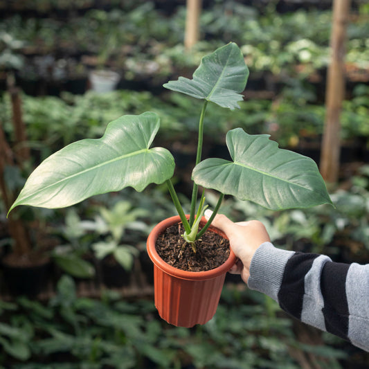 Philodendron Golden Dragon - Indonesian Rare Plants