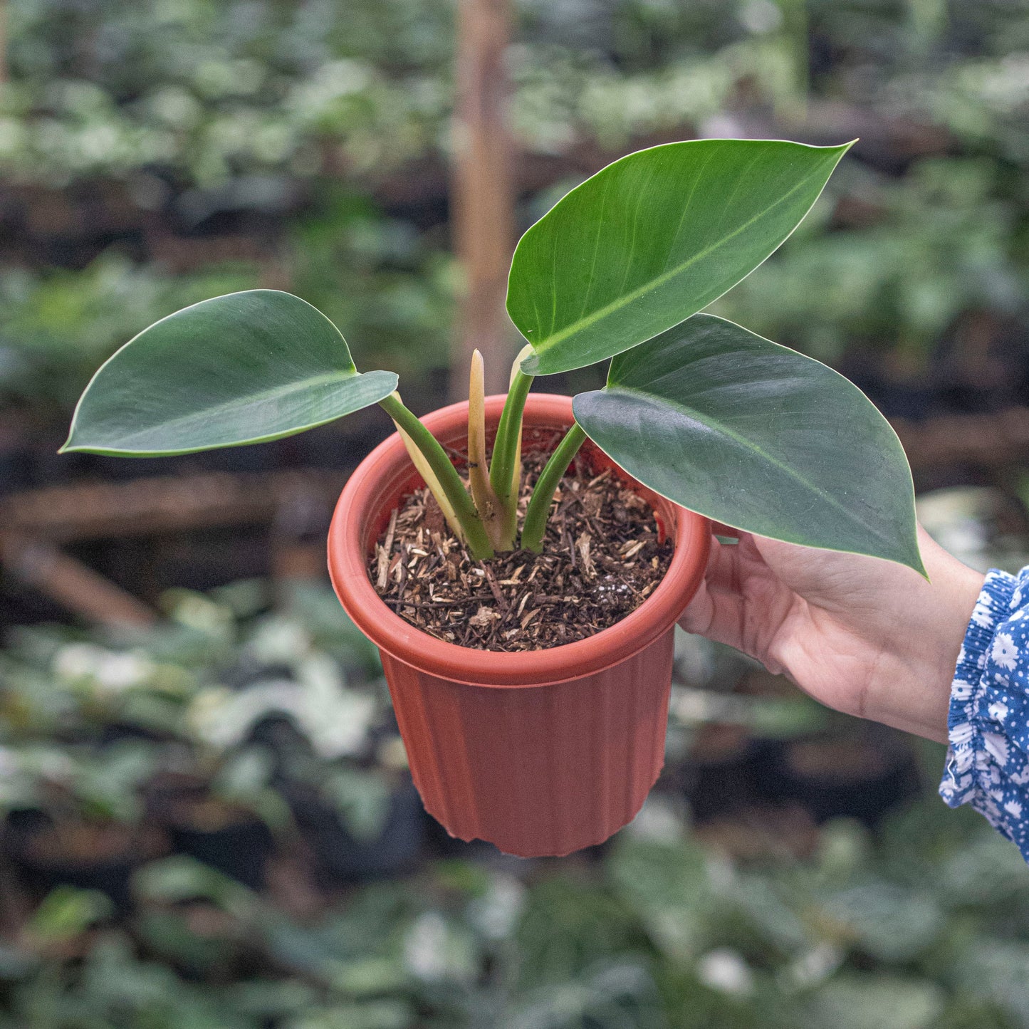 Philodendron Green Congo - Indonesian Rare Plants