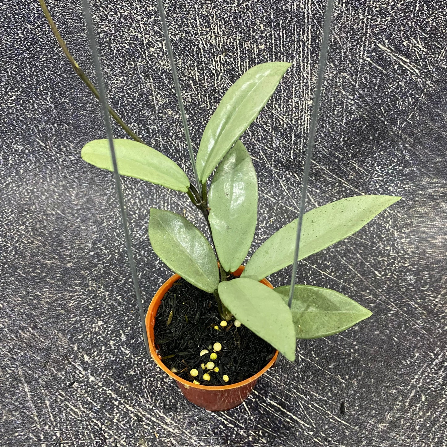 Hoya Carnosa Wilbur Graves Silver — rare Indonesian plant