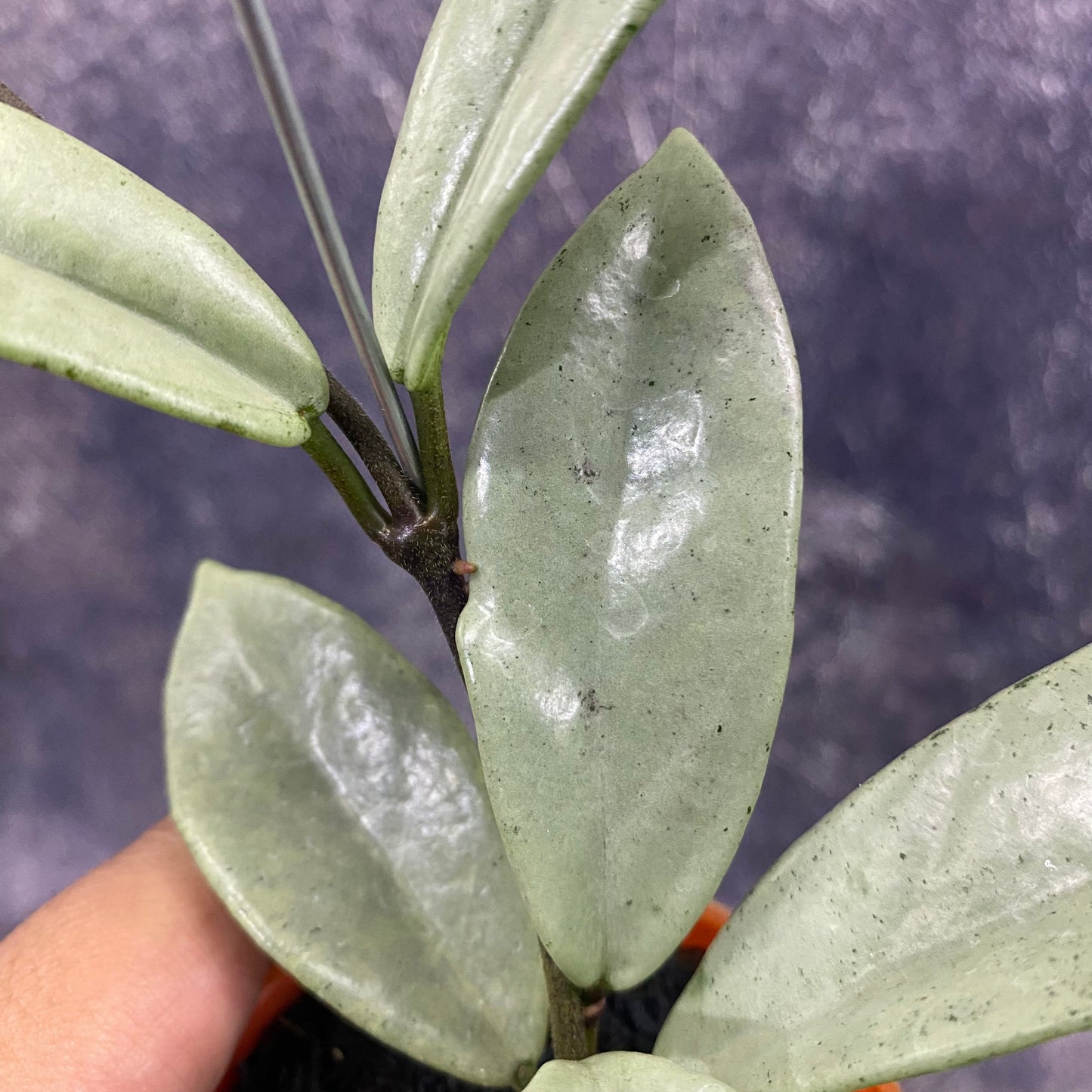 Hoya Carnosa Wilbur Graves Silver — photo 2