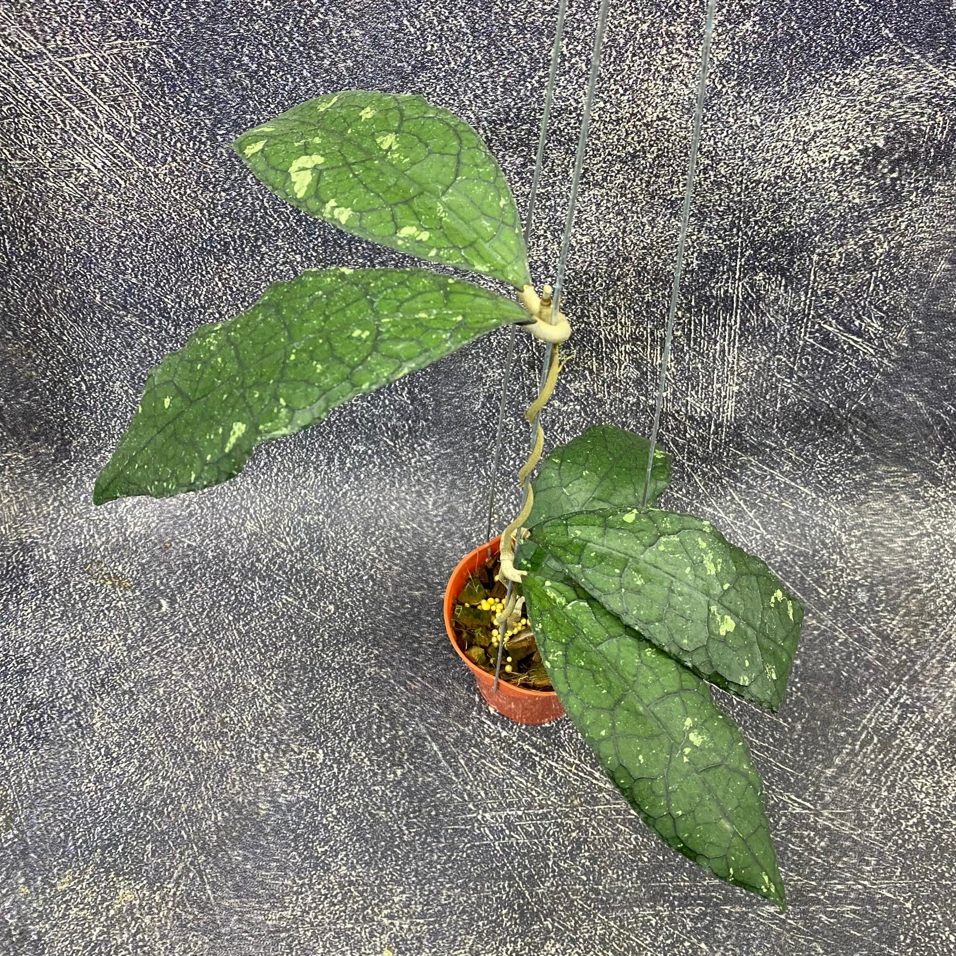Hoya Clemensiorum Jurassica — rare Indonesian plant