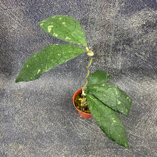 Hoya Clemensiorum Jurassica — rare Indonesian plant