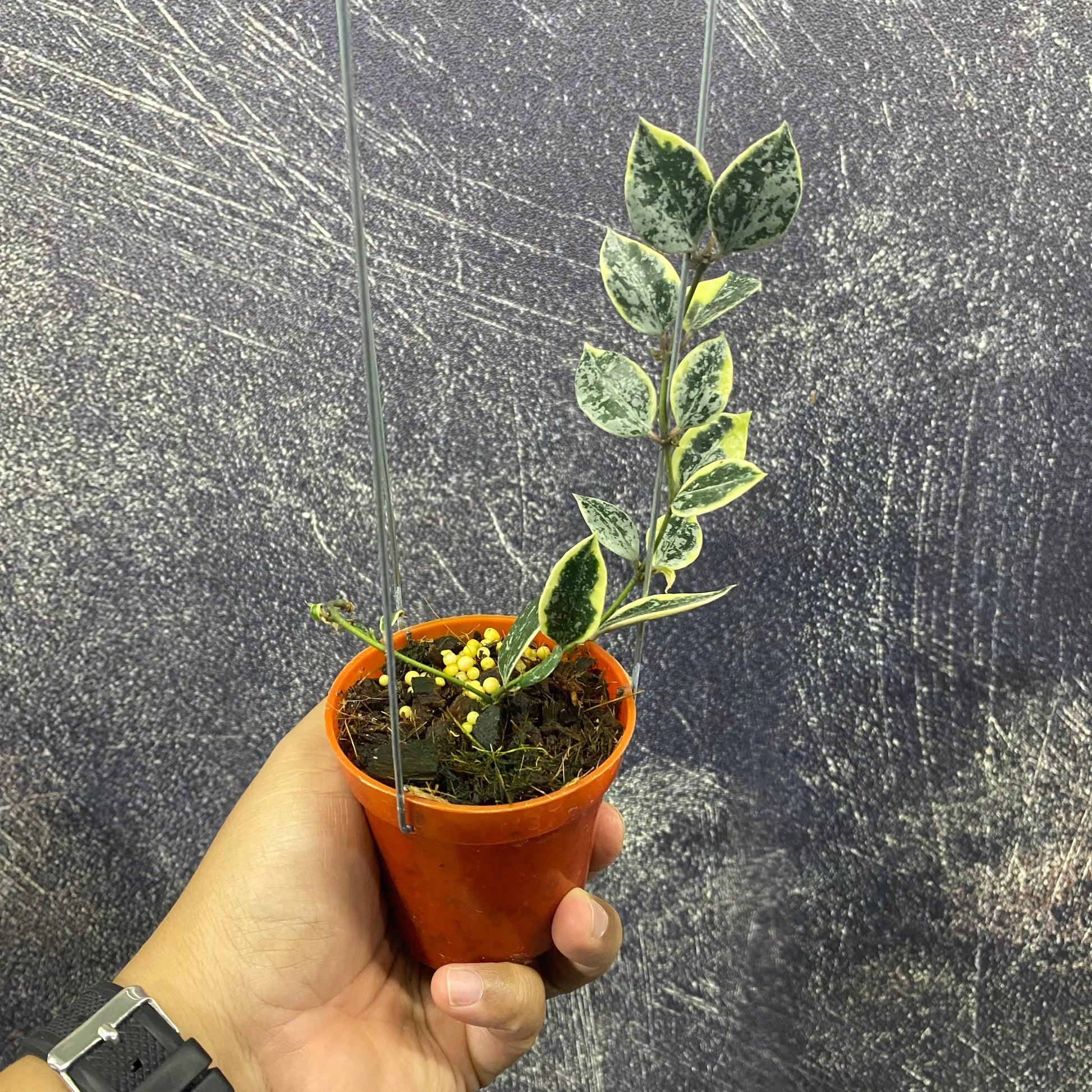 Hoya Lacunosa Lumina — rare Indonesian plant