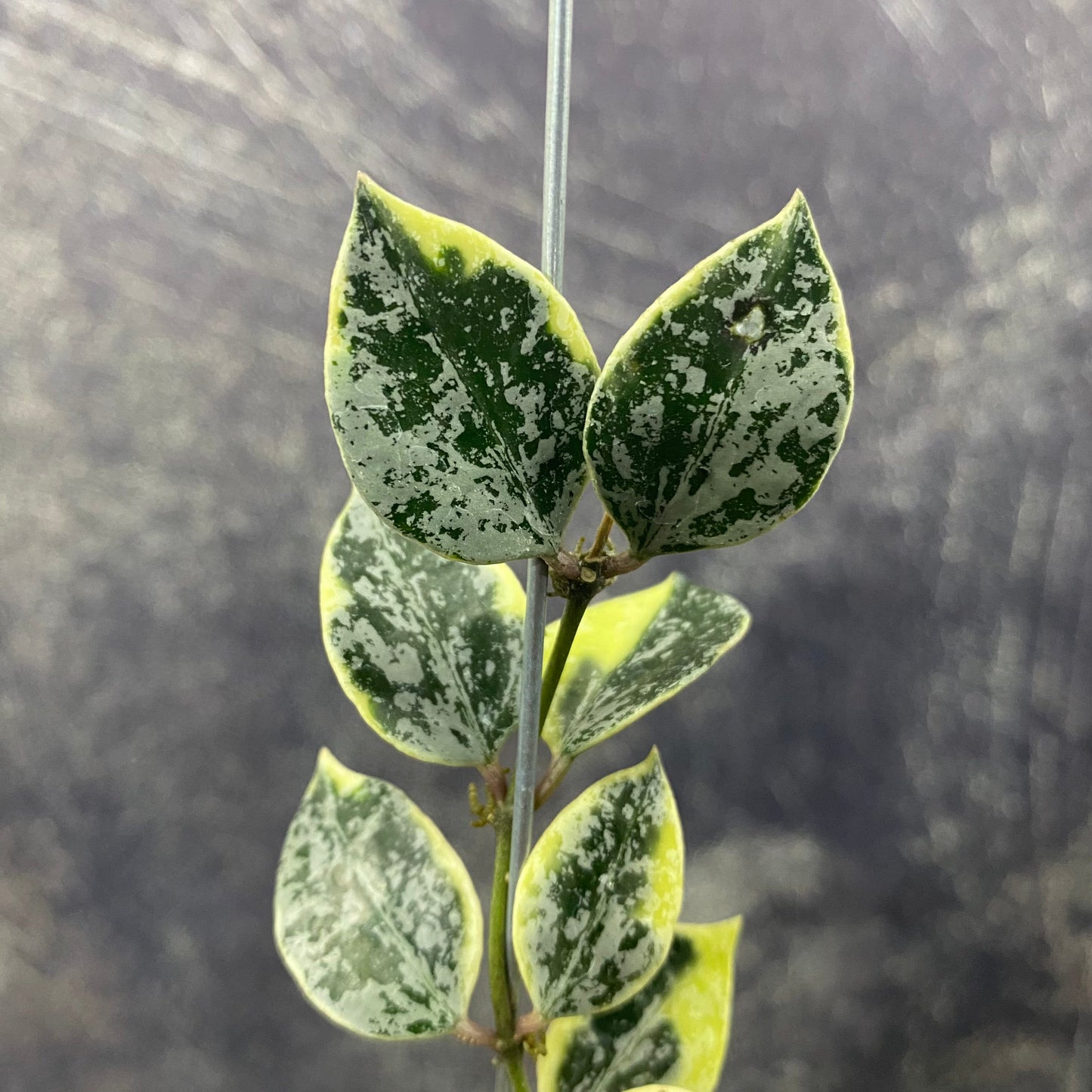 Hoya Lacunosa Lumina — photo 2