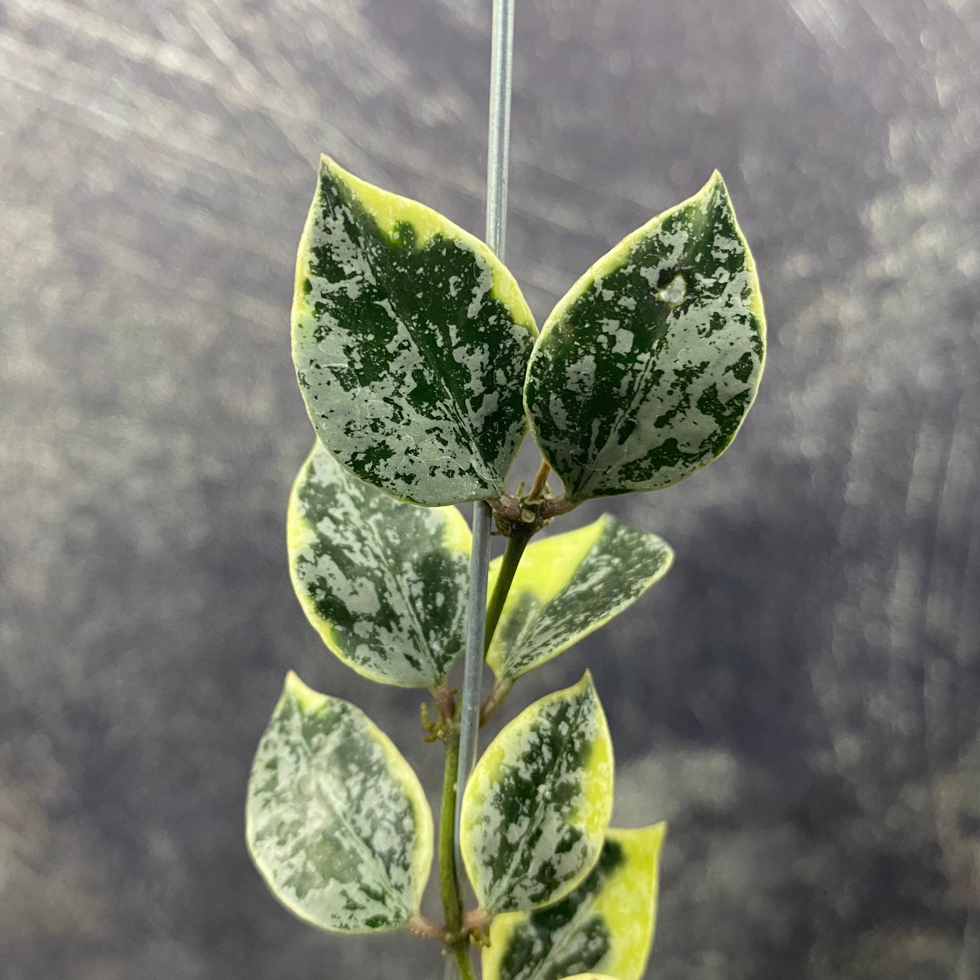 Hoya Lacunosa Lumina — photo 2