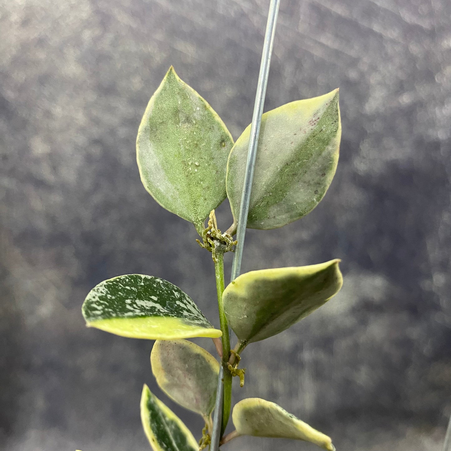 Hoya Lacunosa Lumina — photo 3