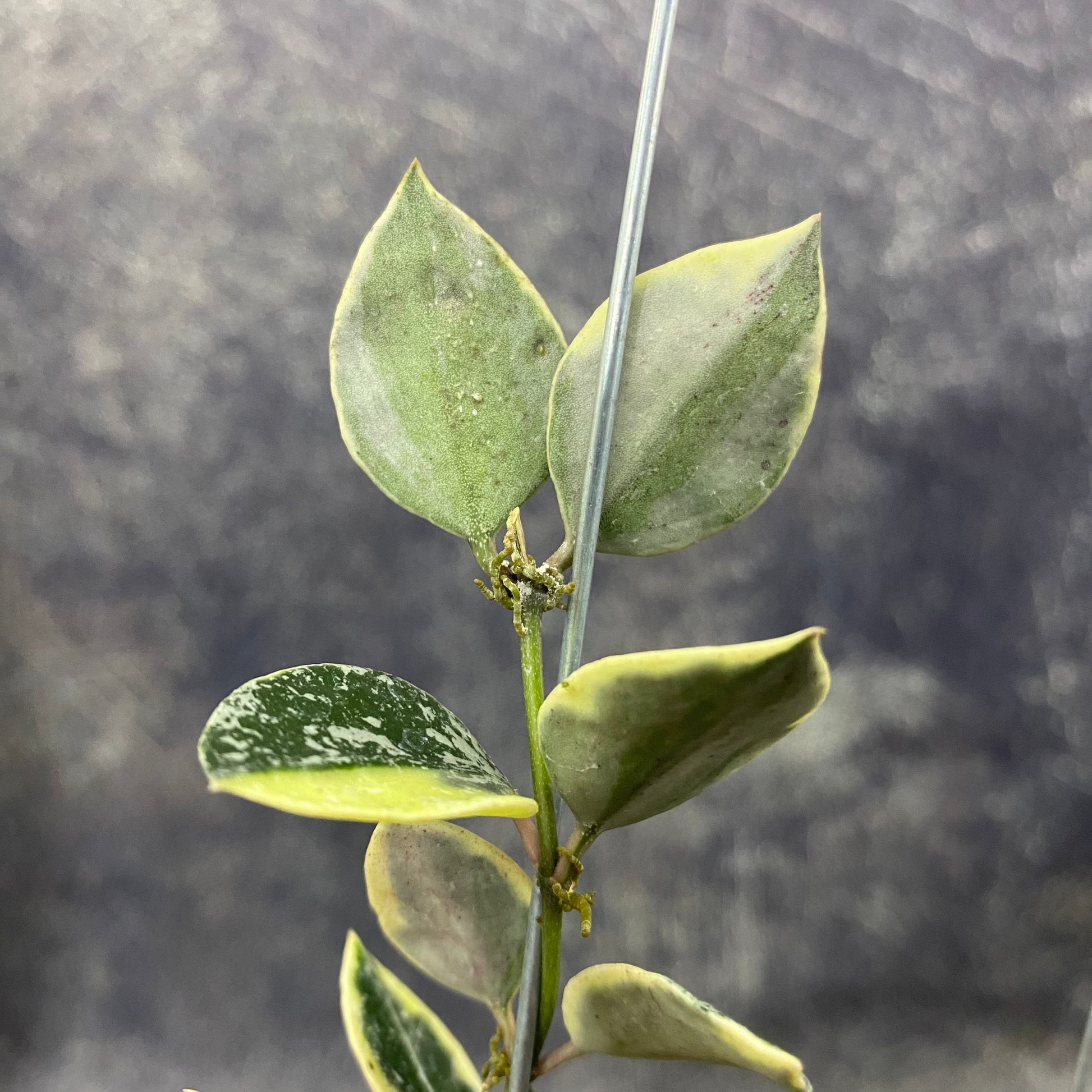 Hoya Lacunosa Lumina — photo 3