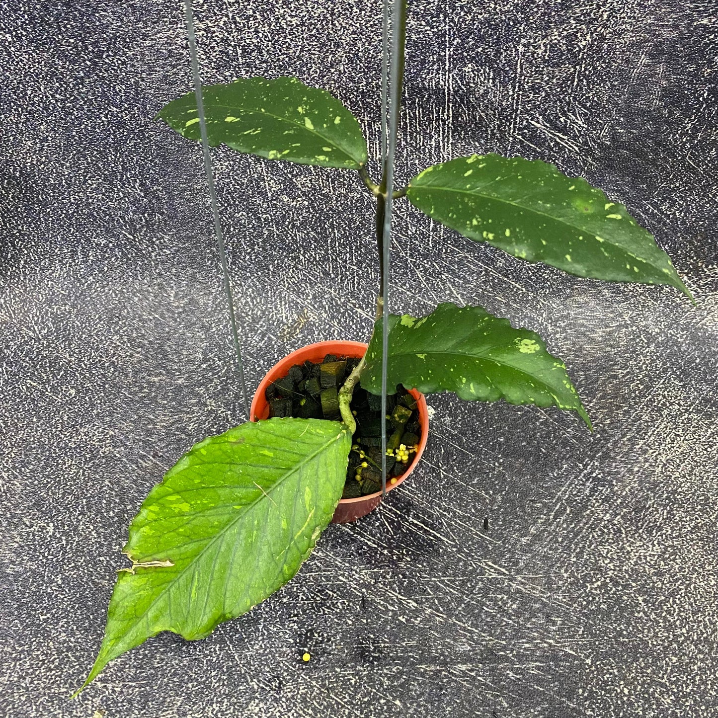 Hoya SP Aceh Dragon Muttated — rare Indonesian plant