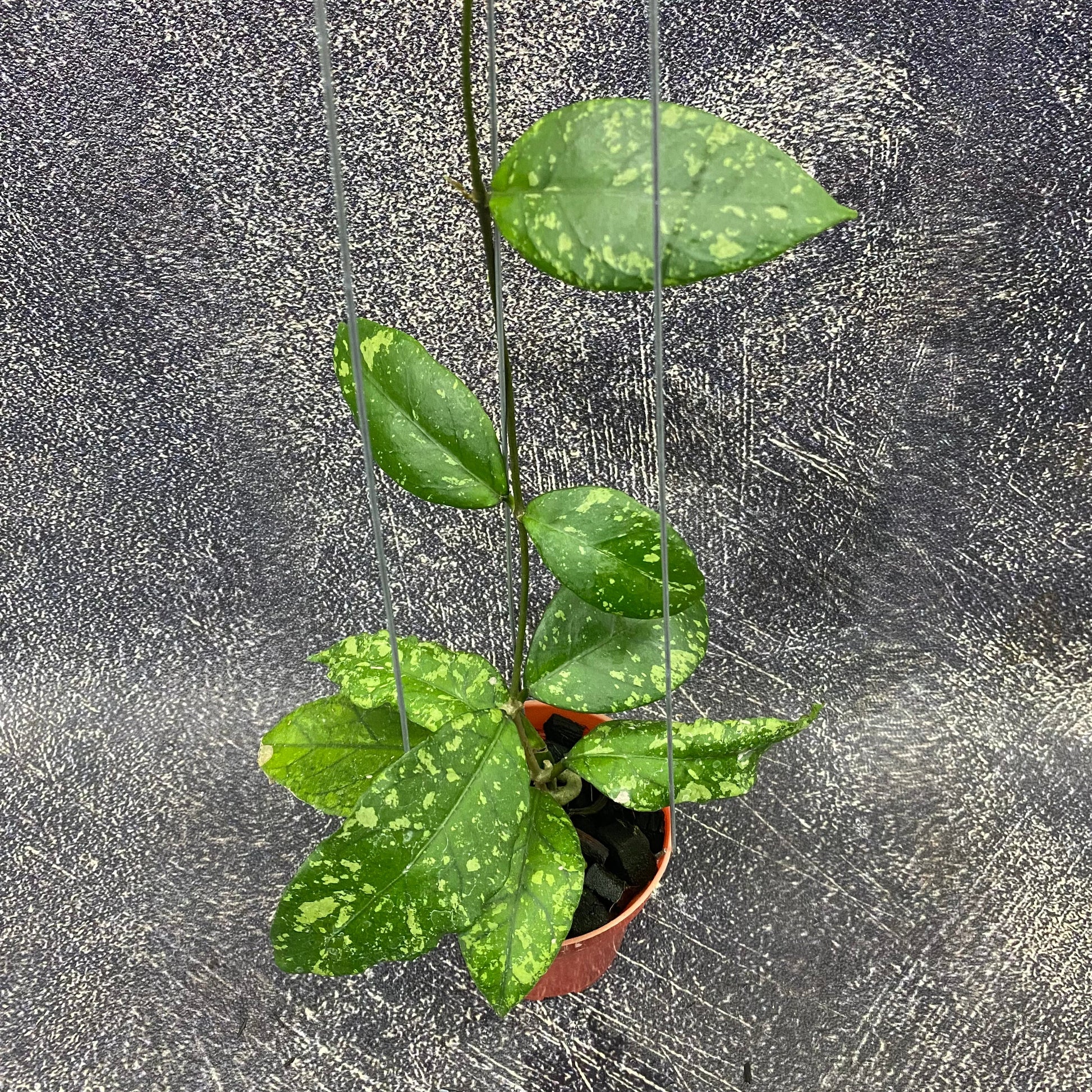 Hoya SP Aceh Forest Orb — rare Indonesian plant