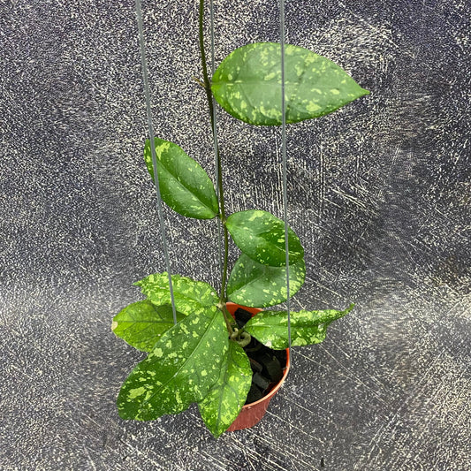 Hoya SP Aceh Forest Orb — rare Indonesian plant