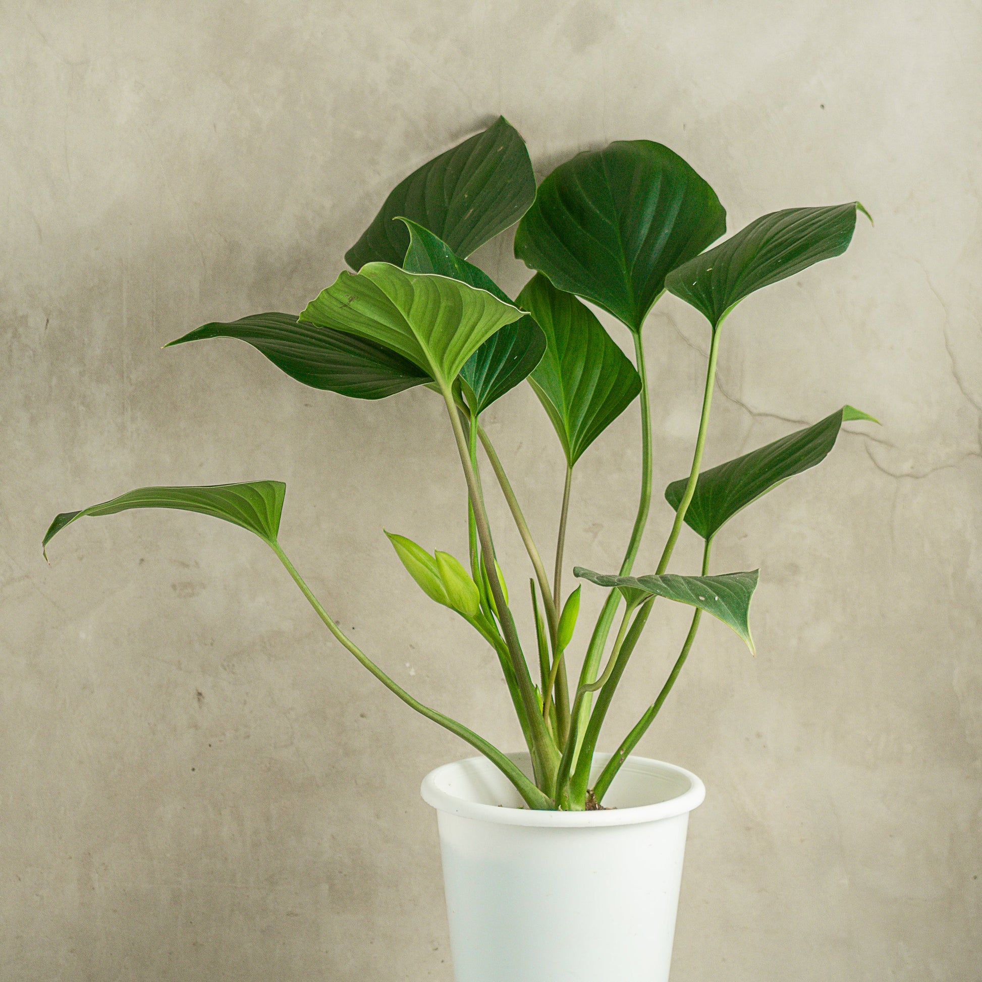 Homalomena Green - Indonesian Rare Plants