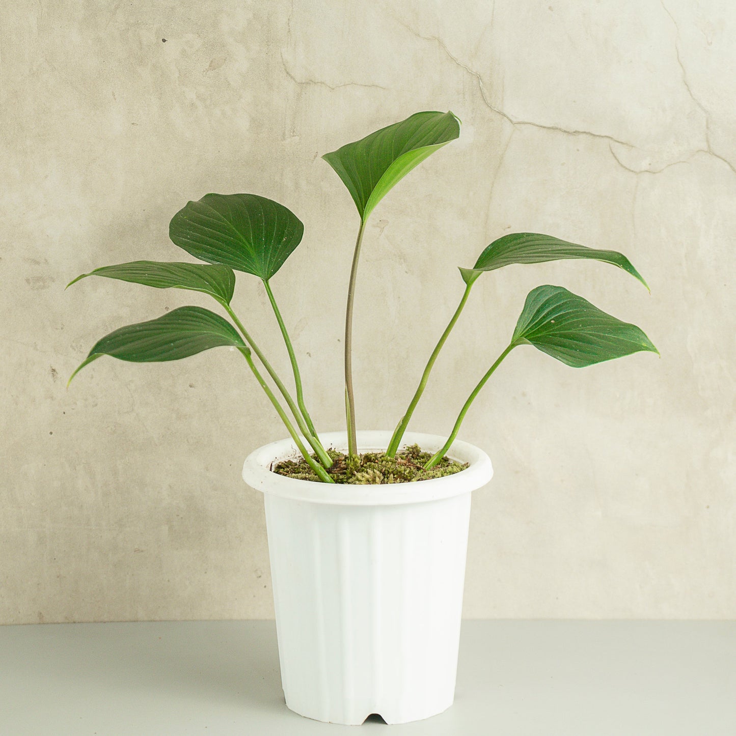 Homalomena Green