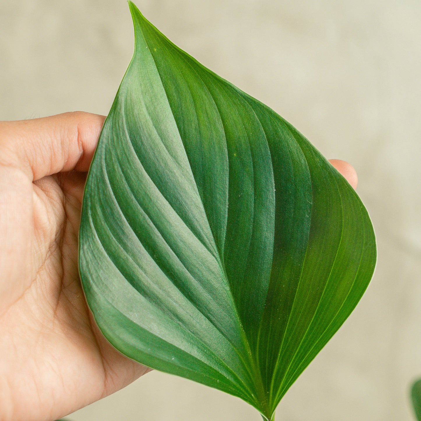 Homalomena Green