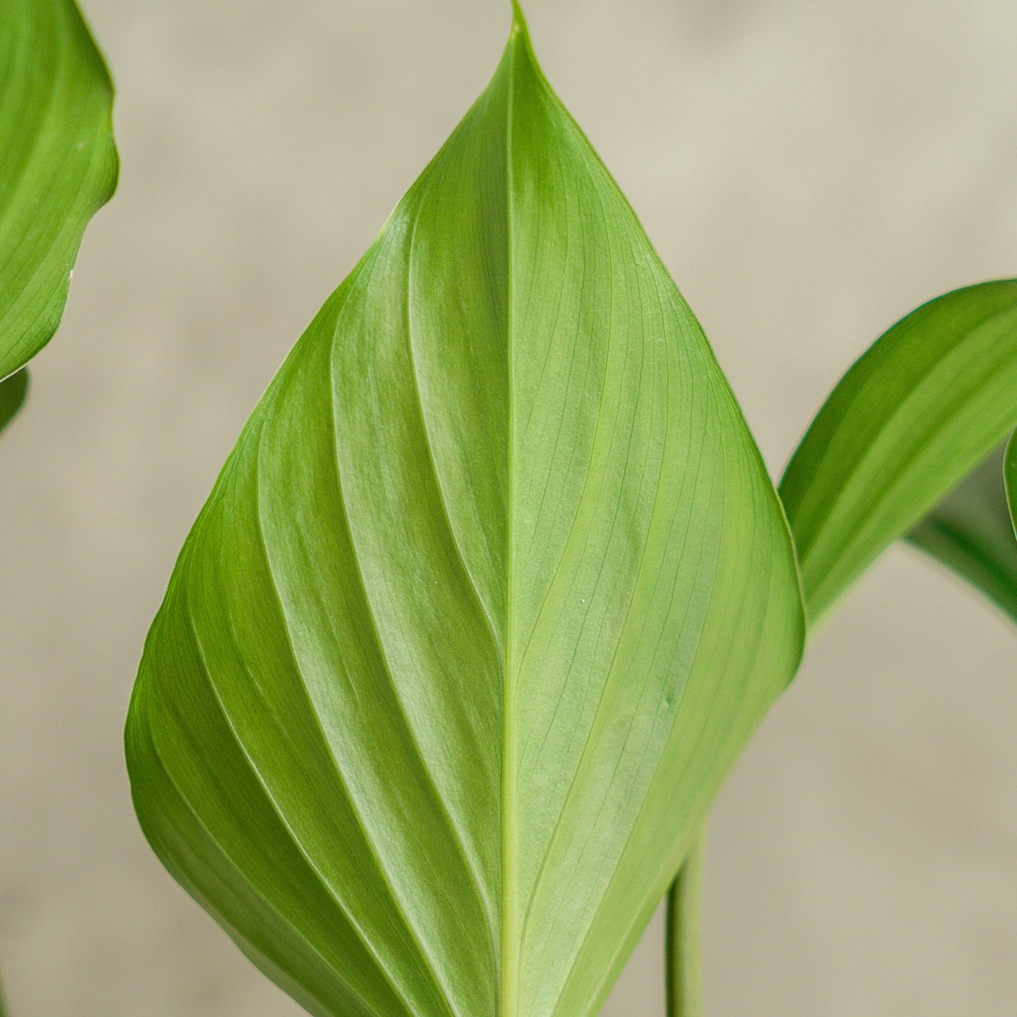 Homalomena Green