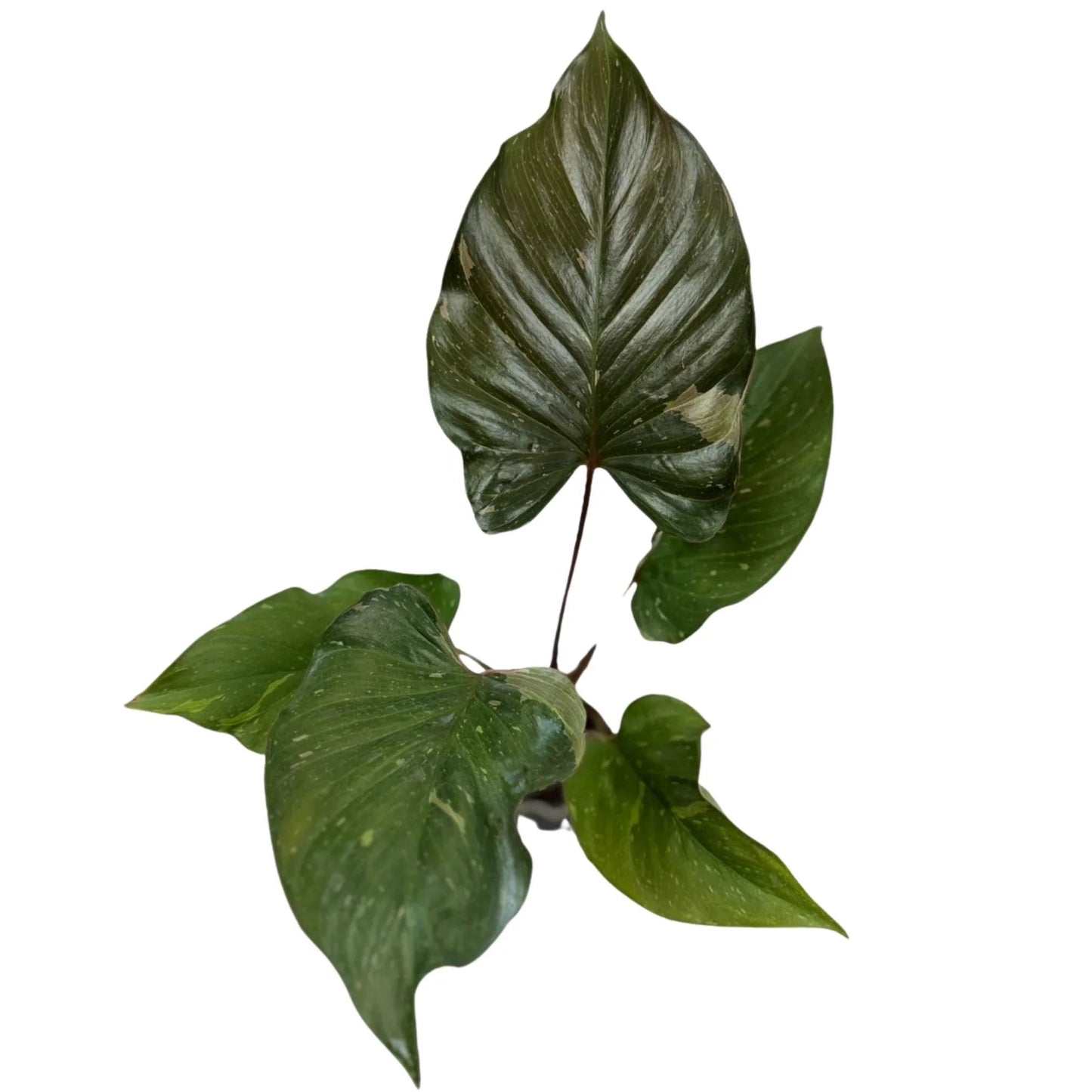Homalomena Scarlet Sunset