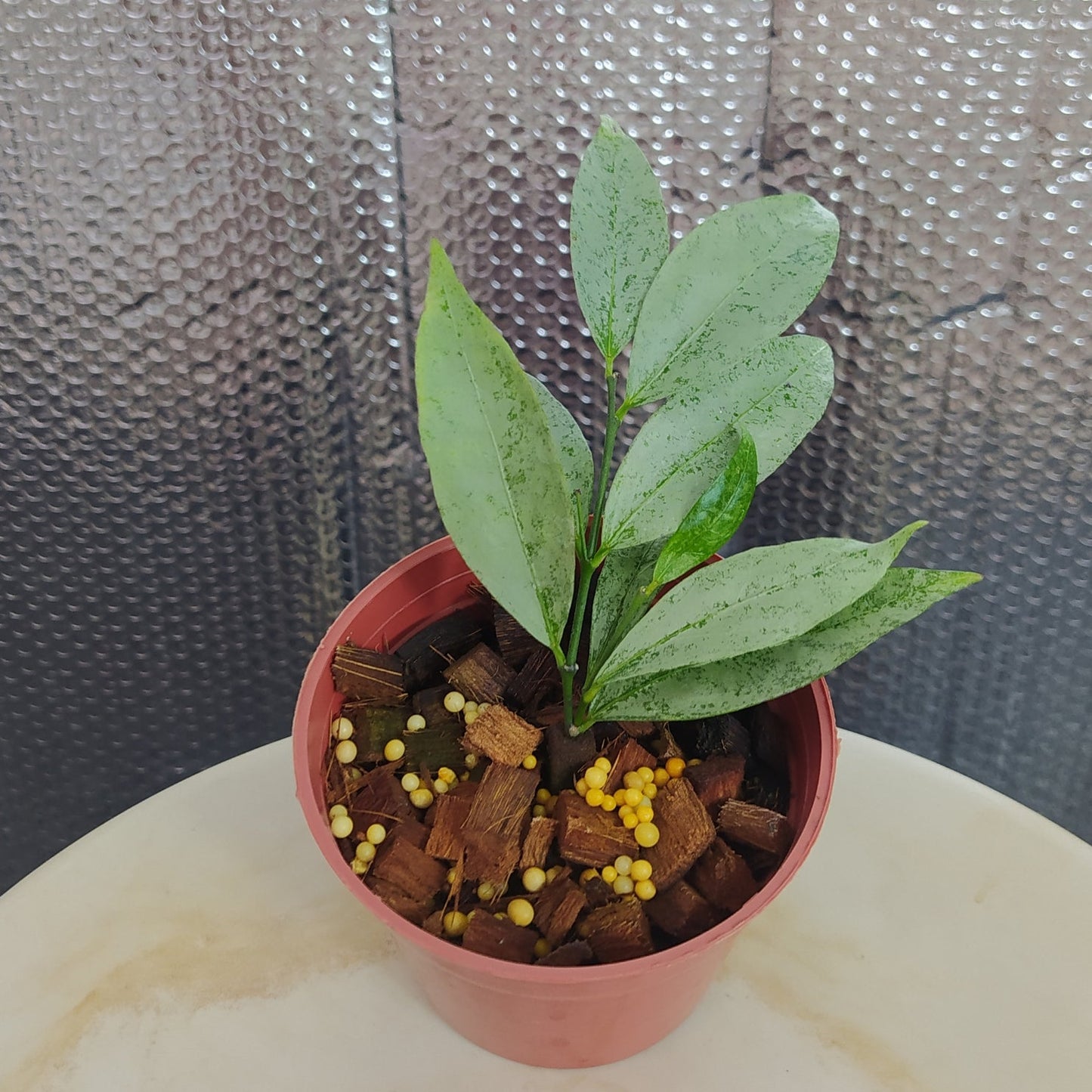 Hoya Amicabilis Silver - Indonesian Rare Plants